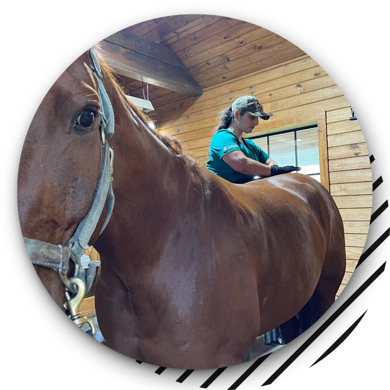 Equine vet working on a horse's back