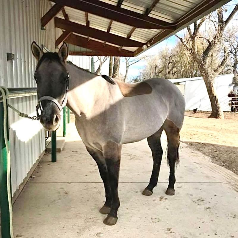 horse standing near stable