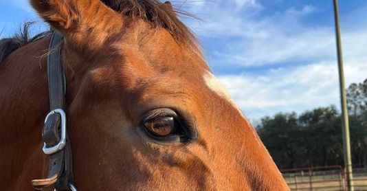 Equine Ophthalmology - Featured Image.jpg