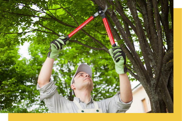 tree trimming