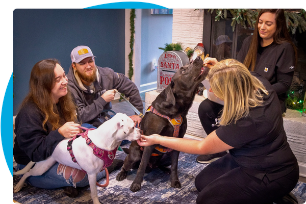 the Wagging Wheels Veterinary team giving treats to dogs in their home