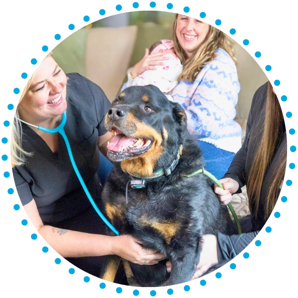 Wagging Wheels Dental.png