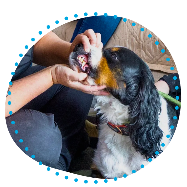 Minor Procedures & Dental Procedures-1.png