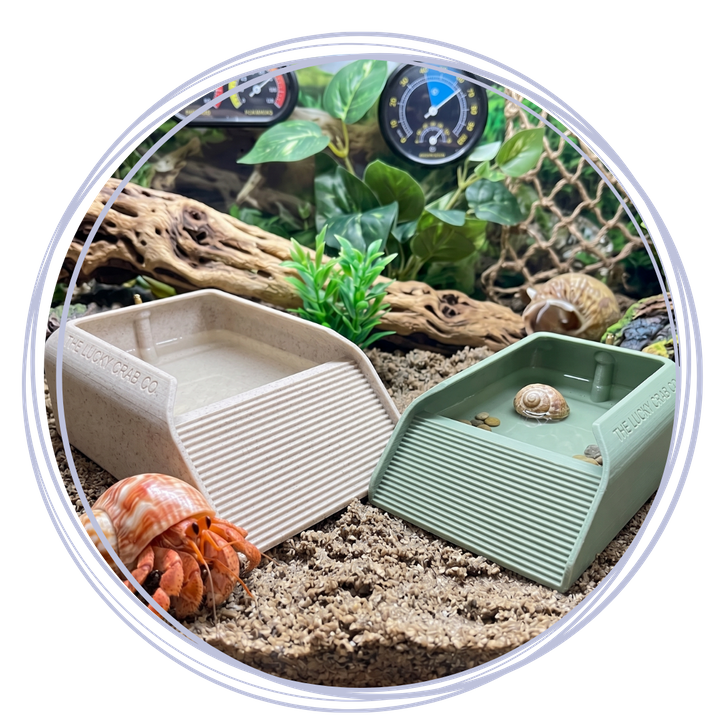Hermit Crab Molting - 1.png
