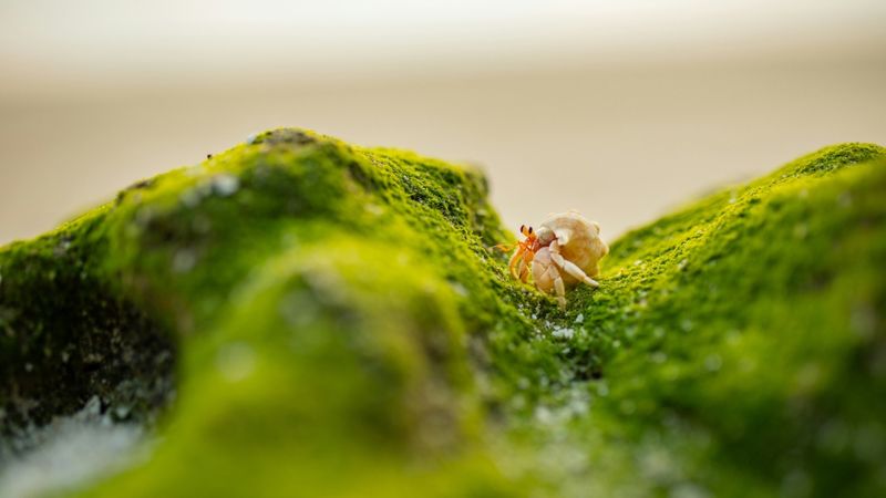 Cognitive Enrichment for Crabs.jpg