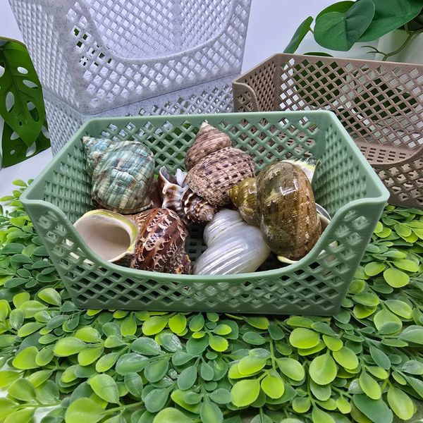 Hermit crab shells.
