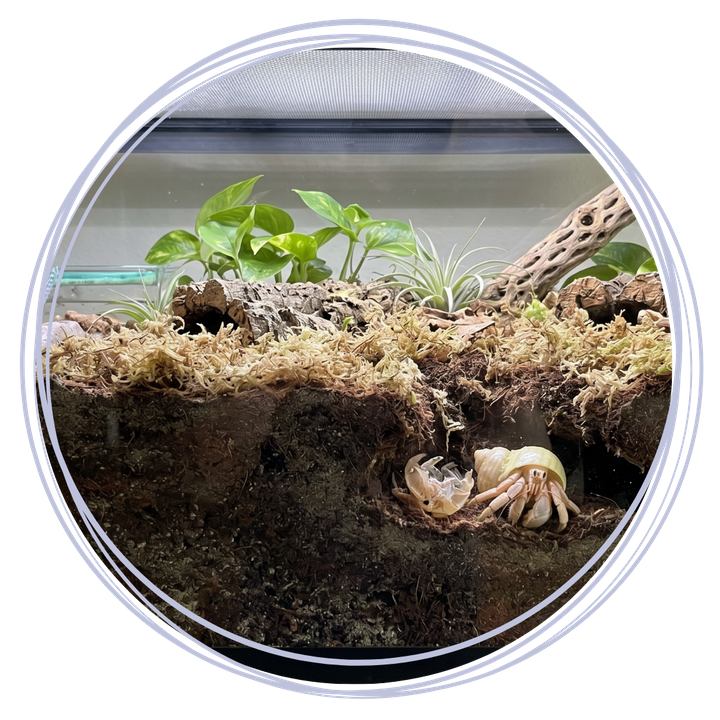 Hermit Crab Molting 2.png