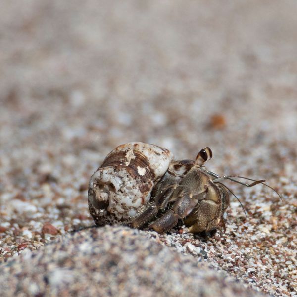 Hermit crab.