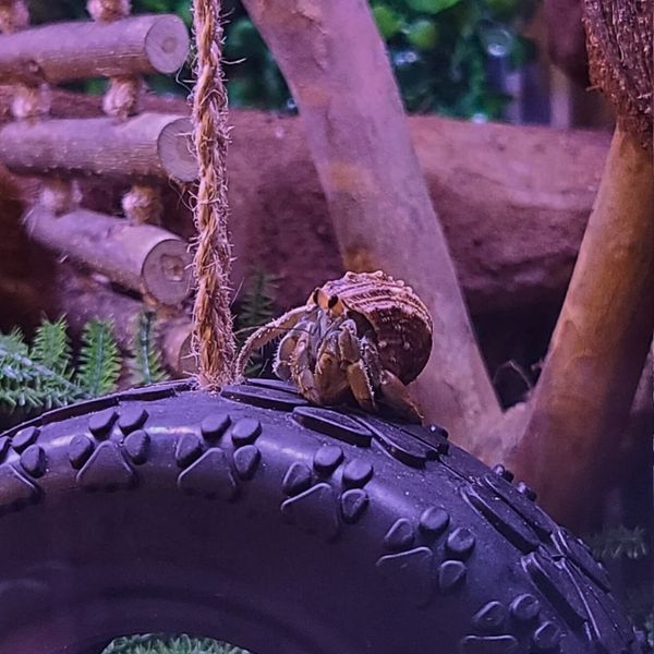 Cognitive Enrichment for Crabs - Image 1.jpg