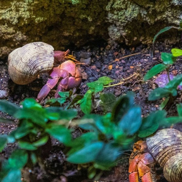 Cognitive Enrichment for Crabs - Image 2.jpg