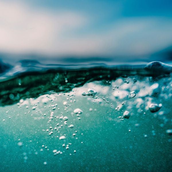 Cognitive Enrichment for Crabs - Image 4.jpg