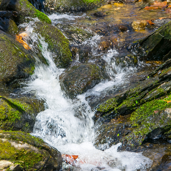 spring water for hermit crabs.png