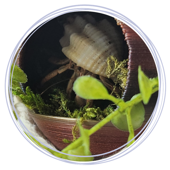 Good To Know About Hermit Crabs 2.png