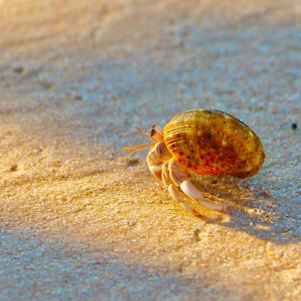 Hermit crab.