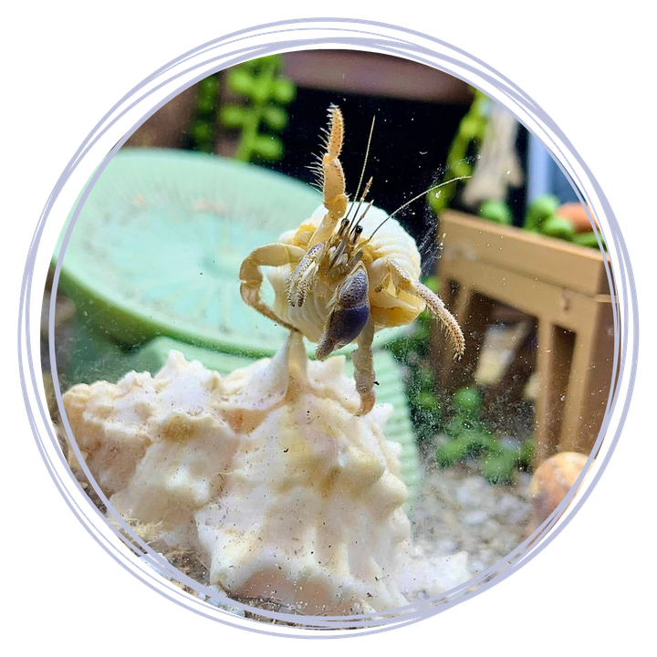 Good To Know About Hermit Crabs 1.png