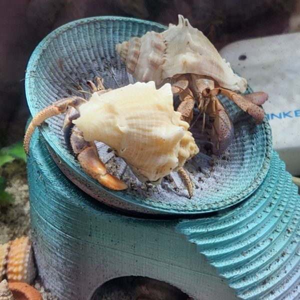 Two hermit crabs.