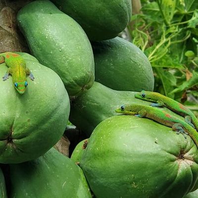 green fruits with little colorful, green lizards