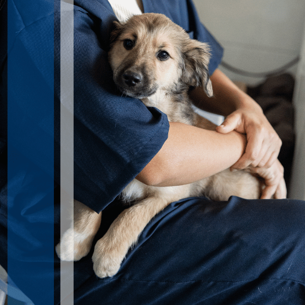 vet tech holding dog