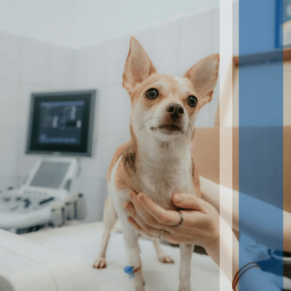 vet tech holding dog