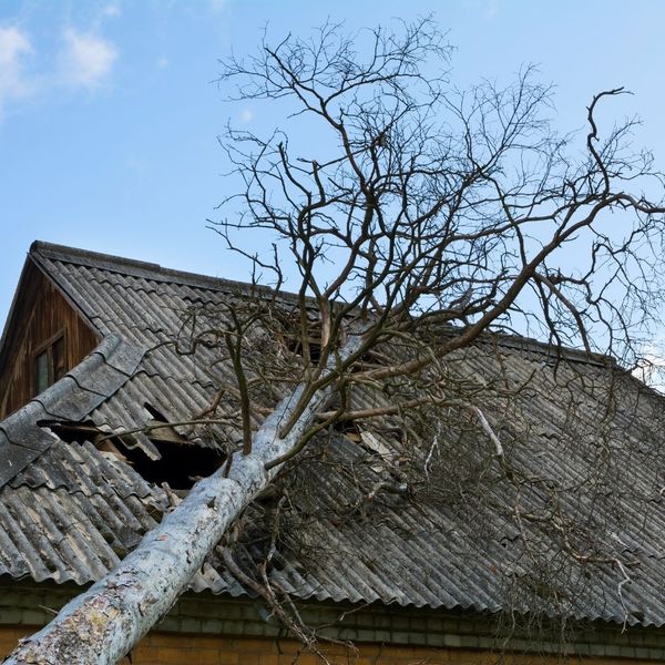 tree fallen on roof