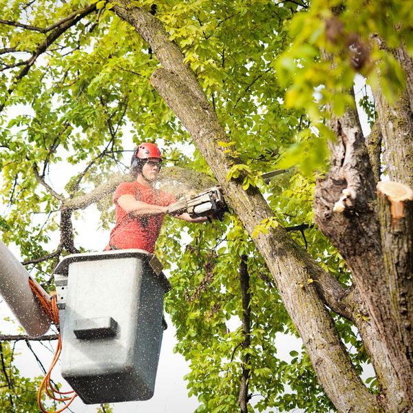 trimming trees