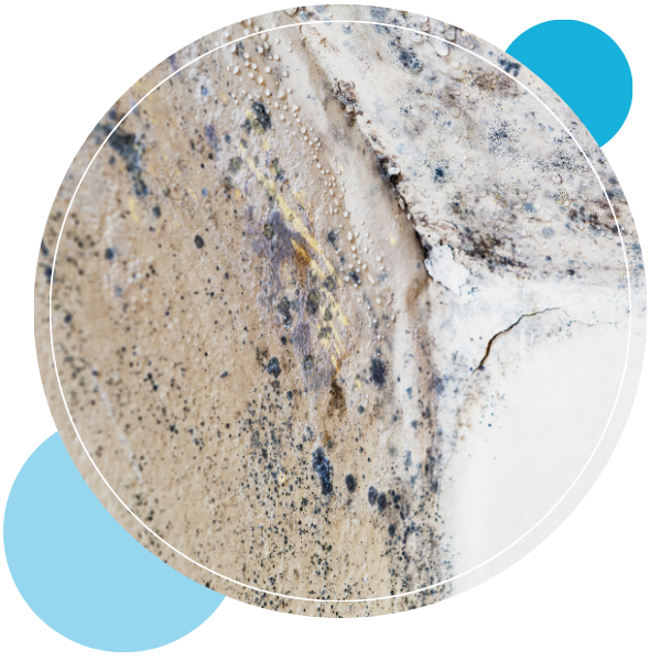mold