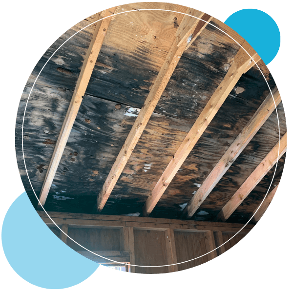The exposed wooden rafters and sheathing of a ceiling show significant dark mold growth.
