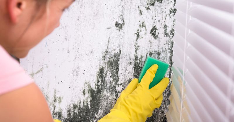 How Do You Know If Your House Is Toxic from Mold - Featured Image.jpg