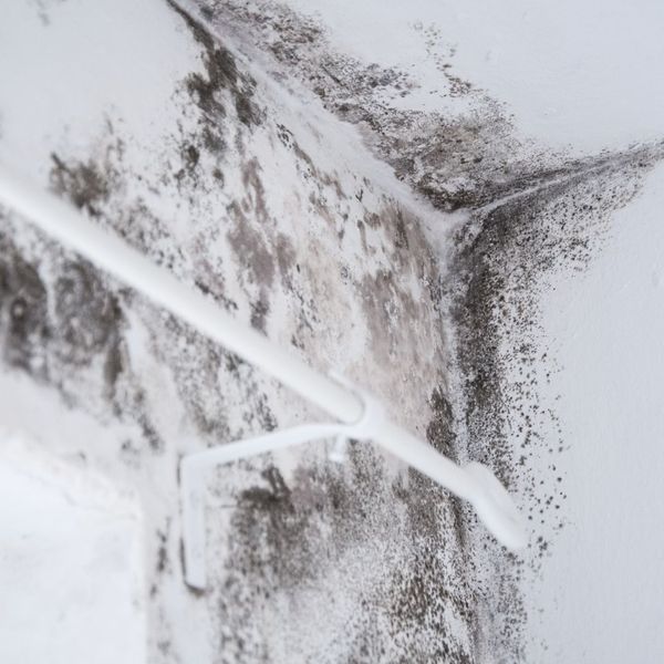 Mold growing in the corner of a wall