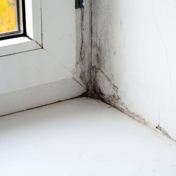 How Do You Know If Your House Is Toxic from Mold - Image 4.jpg