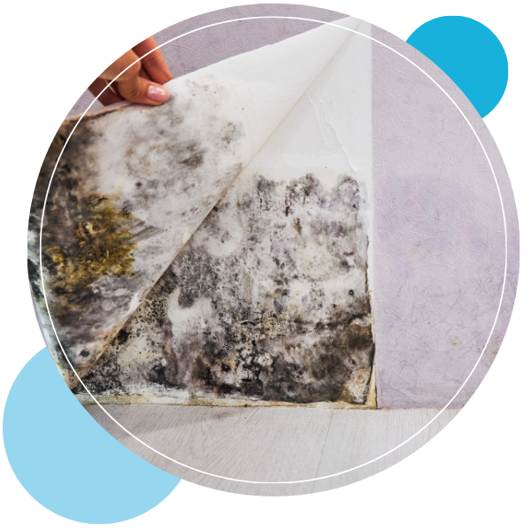 mold growth mold growth