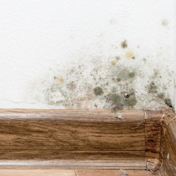 How Do You Know If Your House Is Toxic from Mold - Image 2.jpg