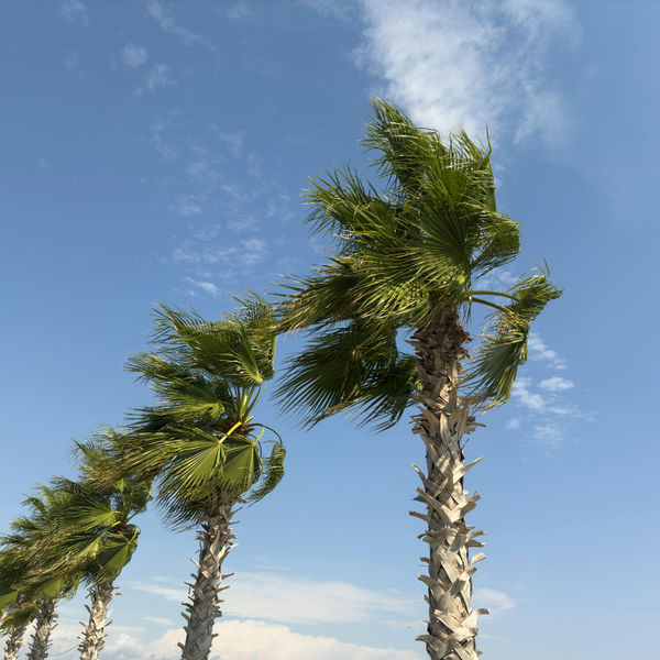 Why Honolulu%E2%80%99s Humidity is a Magnet for Mold - 3.png