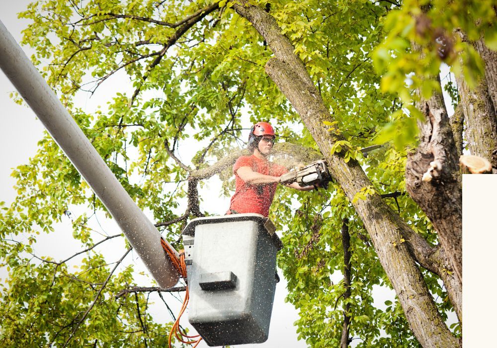 Tree Removal 4.jpg