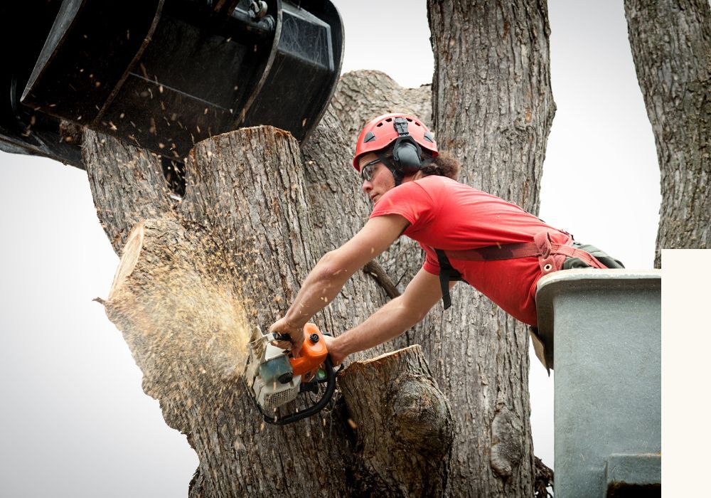 Tree Removal 2.jpg