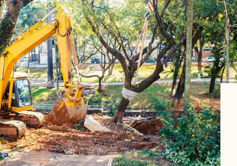 tree removal