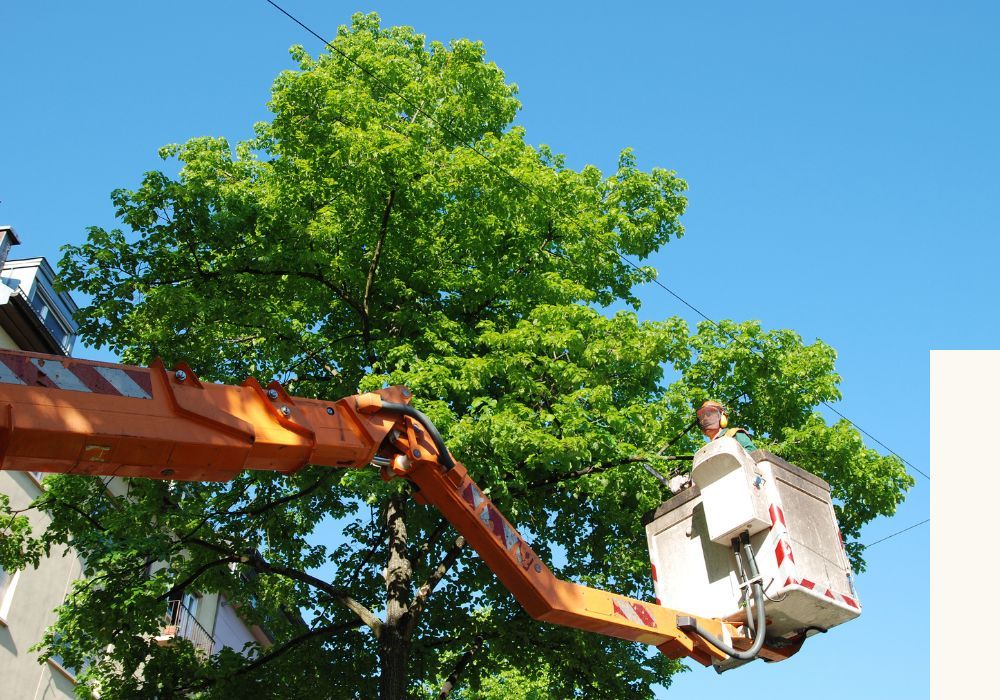 TreeTrimming4.jpg