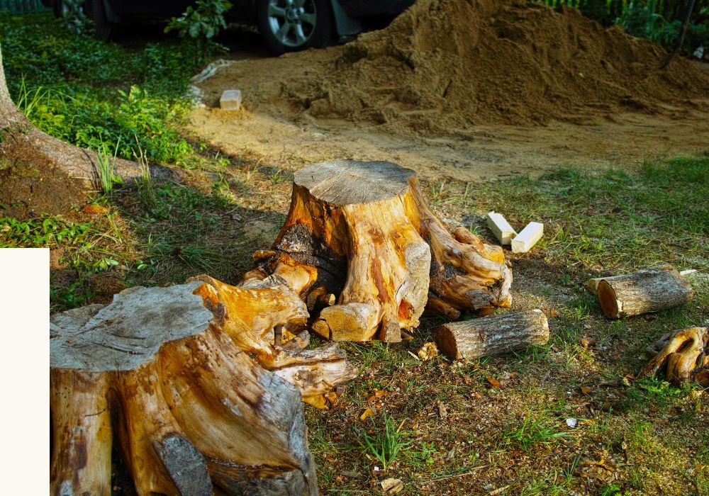 Stump Removal 1.jpg