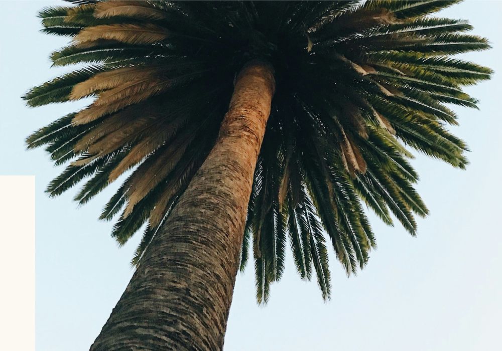 palm tree looking up