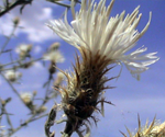 Diffuse Knapweed_0.png