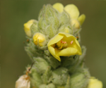 mullein.png