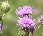 canada Thistle.png