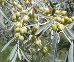 Russian-Olive.png
