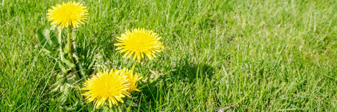 dandelions