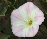 Bindweed1_0.png