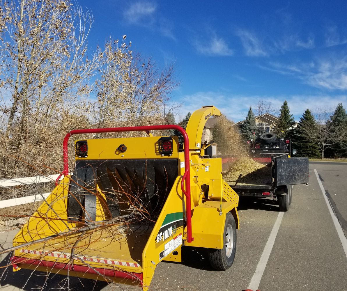 russian olive chipping.JPG