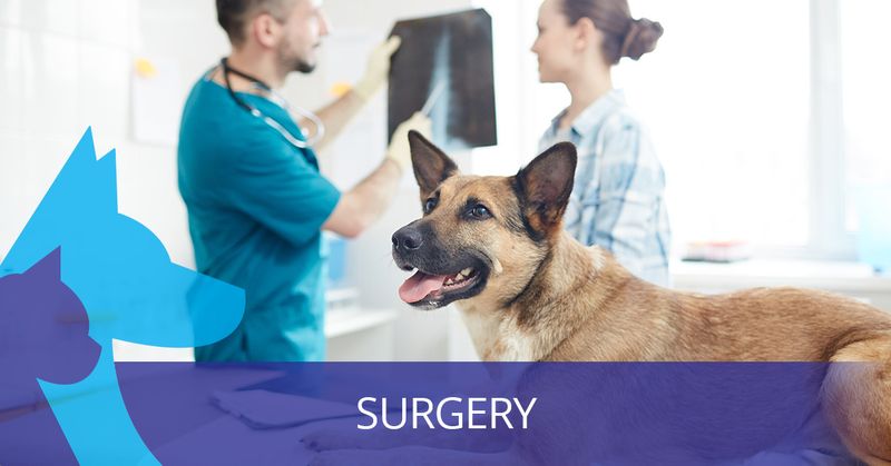 Surgical Procedures - Visit Our Animal Clinic - Metropolitan Animal Specialty Hospital Surgical Procedures - Visit Our Animal Clinic - Metropolitan Animal Specialty Hospital