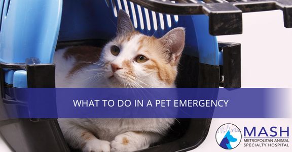 What-To-Do-In-A-Pet-Emergency-5a70afe391fd0.jpg