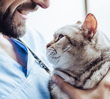 About Our Local Animal Clinic - Learn About Who We Are - Metropolitan Animal  Specialty Hospital