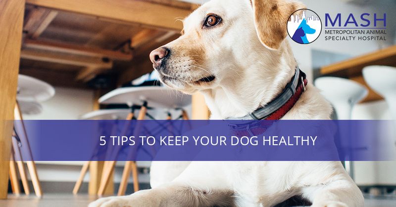 Top 10 Ways to Keep Your Pet Happy and Healthy - Vetsource